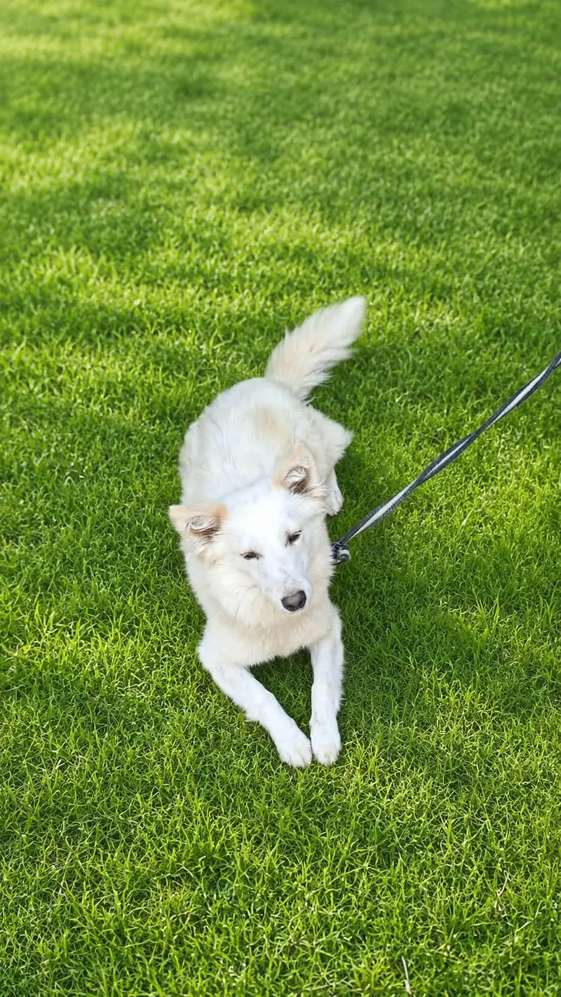 Beautiful Fluffy White Dog Available For Loving Home — photo 3
