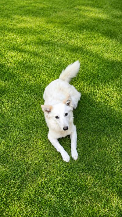 Beautiful White Dog for Sale – Healthy & Friendly