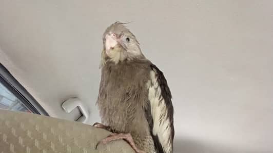 COCTAIL GREY