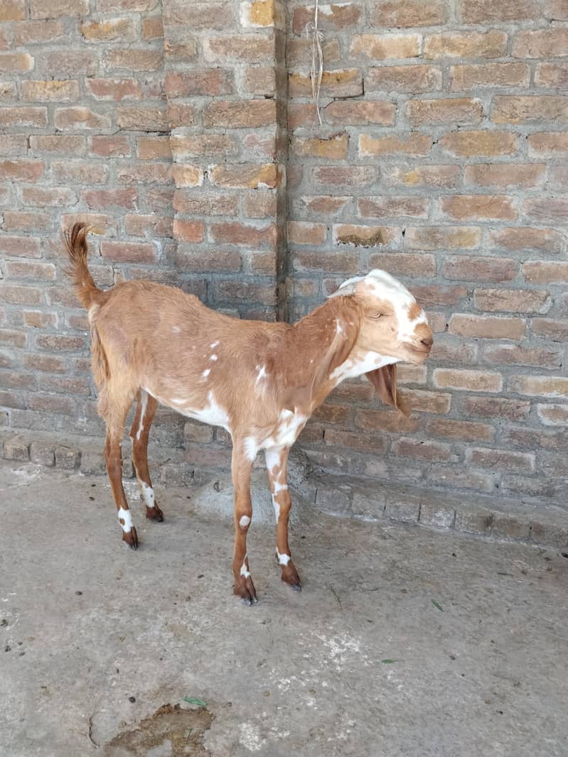 Makki cheni 1