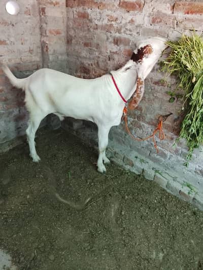 Rajan puri +makhi chini bakra