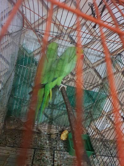 Green Ringneck Pair