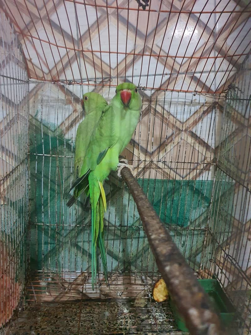 Green Ringneck Pair 1