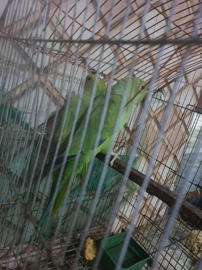 Green Ringneck Pair 2