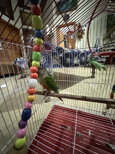 Green parrot for sale