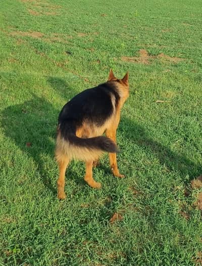 "German Shepherd for Sale