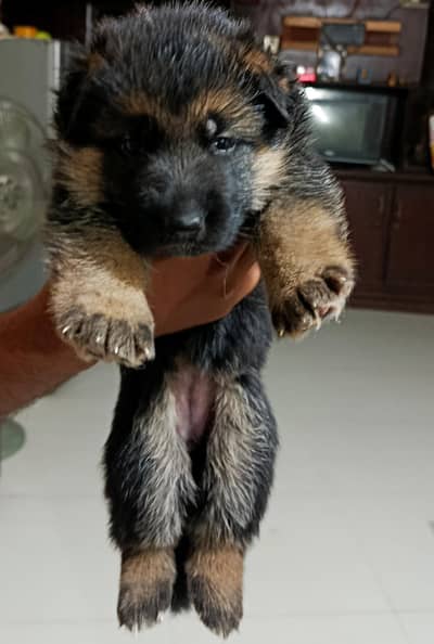 GSD puppy
