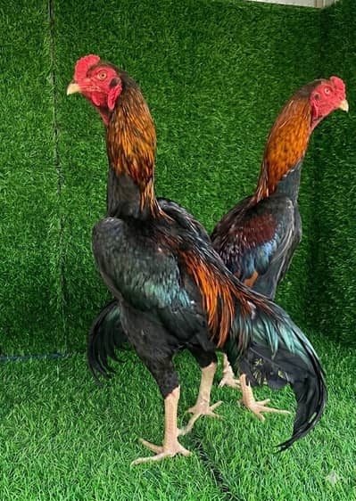 Shamo eggs / chicks