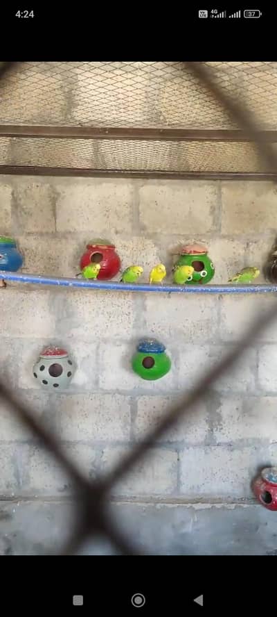 07 Budgie parrots different color