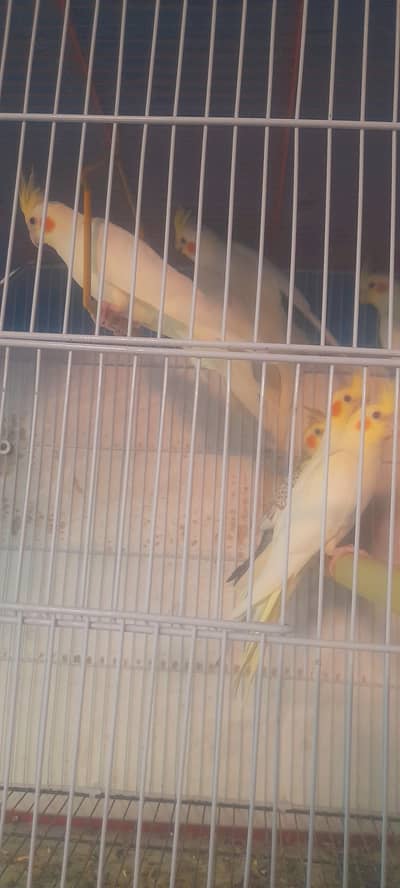 Cream Cockatiel