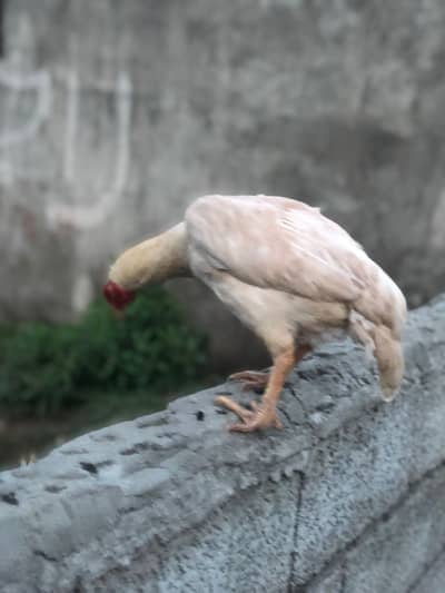 Aseel white hen for sale