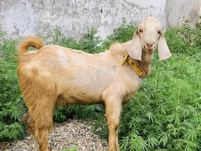 Ghar ka bakra for sale qurbani ka lia jhlm ma