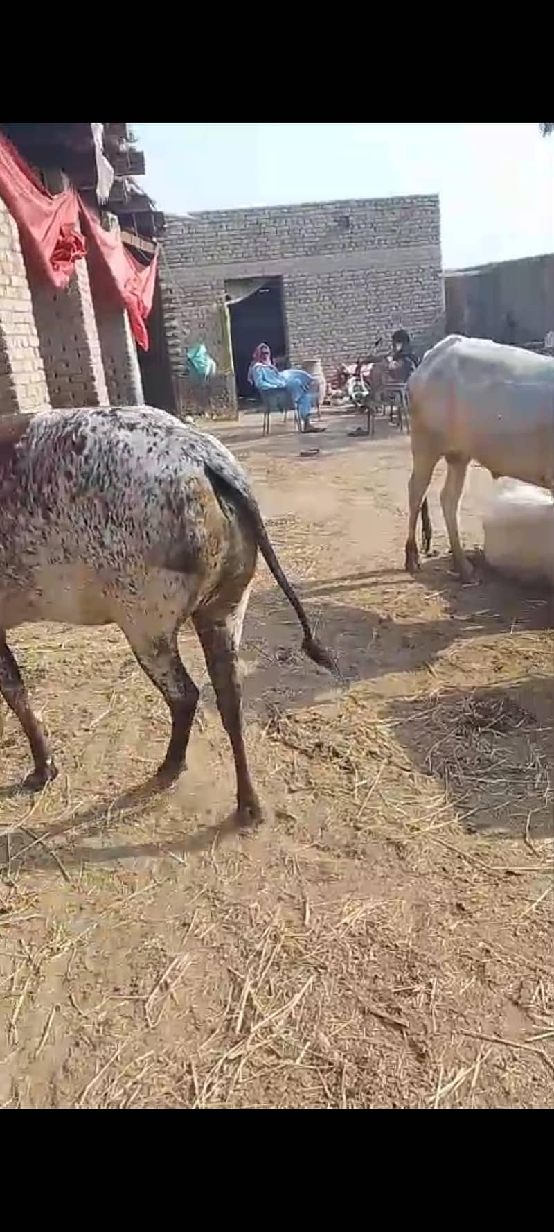 2 Daant Bachiya 8