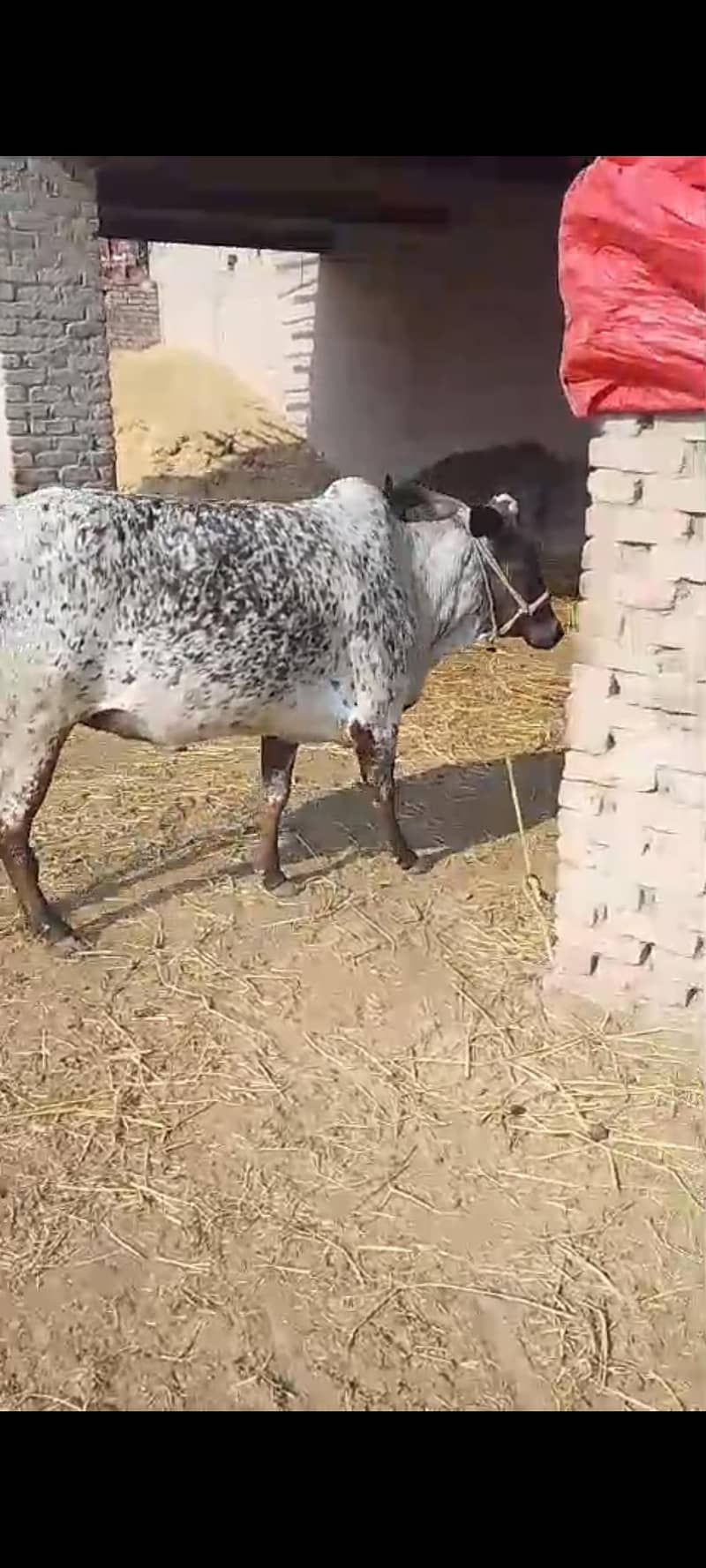 2 Daant Bachiya 9