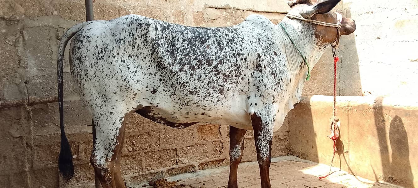 2 Daant Bachiya 16