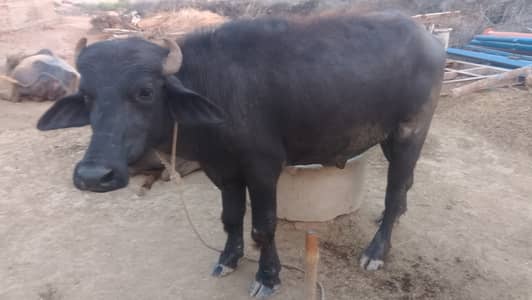 Qurbani Buffalo 2 Dant weight 5 man