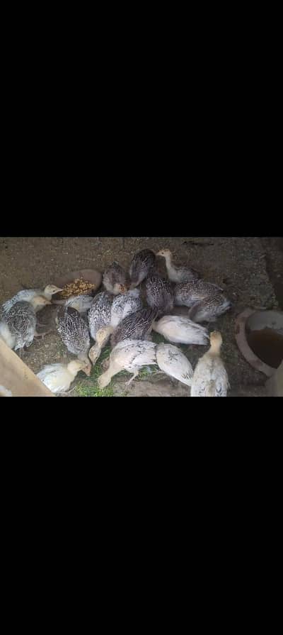 turkey chicks for sale location jauharabad