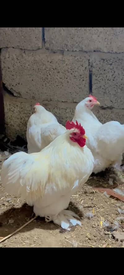 Batman chicken egg for sale