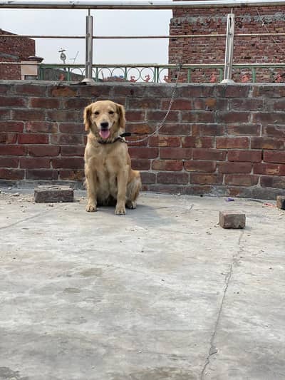 dolden retriever female