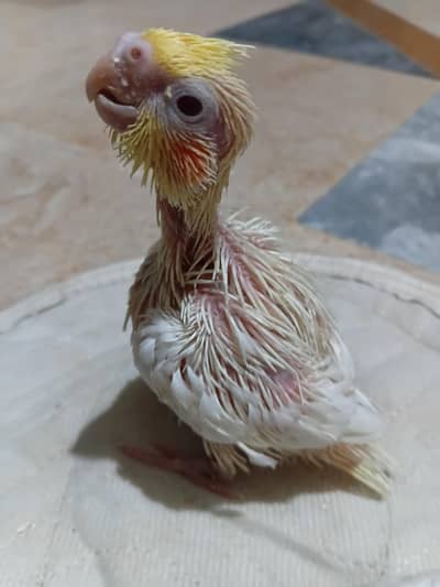 Cocktail Chick's for sale