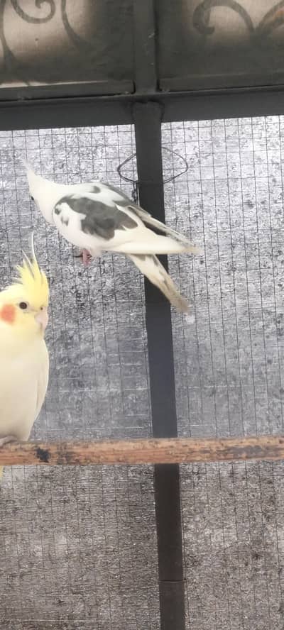 eno pied cockatiel. . . white face pearl