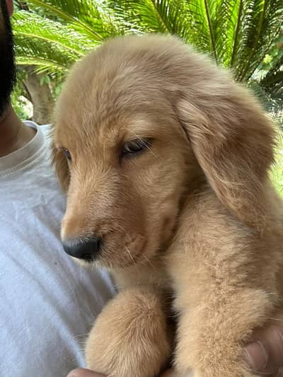 Golden Retriever Pair