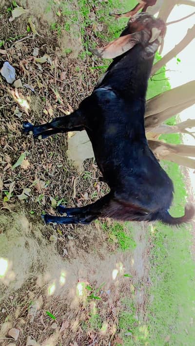 قربانی کے لیے خوبصورت سیاہ بکرہ (Heavy Black Goat) – 40 سے 45 کلو