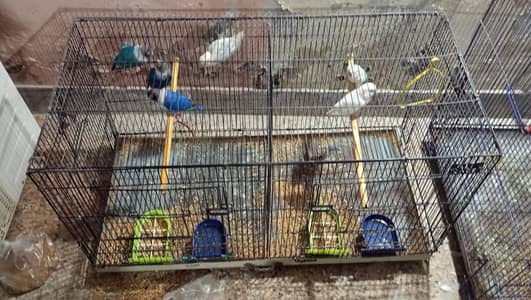 3000 each pair 100 percent breeder with 3 boxes of rupees 1000