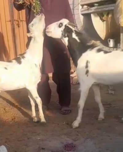 khubsorat bakre