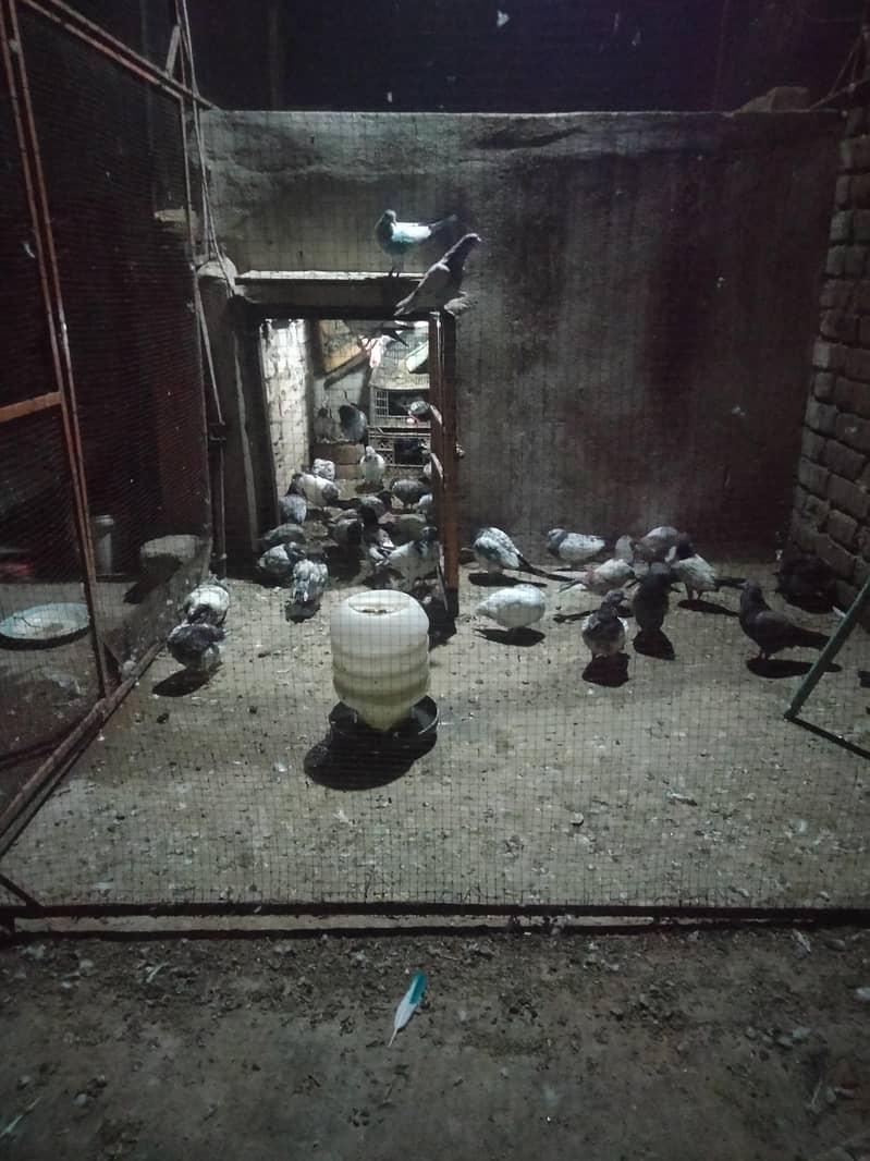 pigeons 0