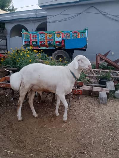 sheep