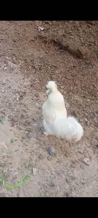 Silkie White Male