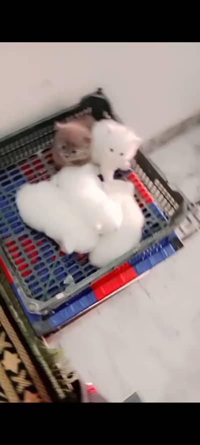 Persian kittens are available