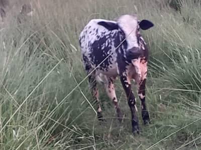 Bull for sale