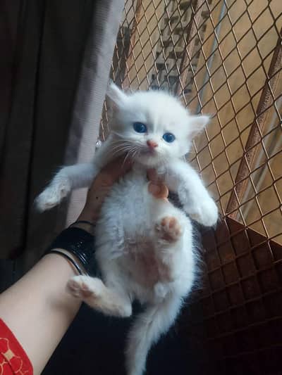 cats n kittens