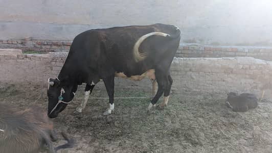 cow with female wachi