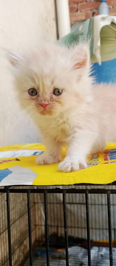 Persian kittens punch face triple coat