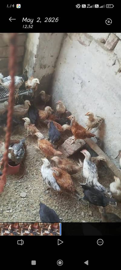 golden misri chiks