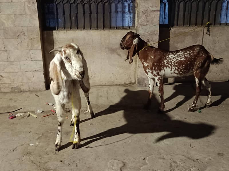 goats 0