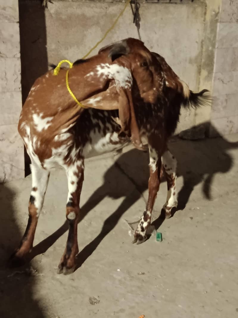 goats 1