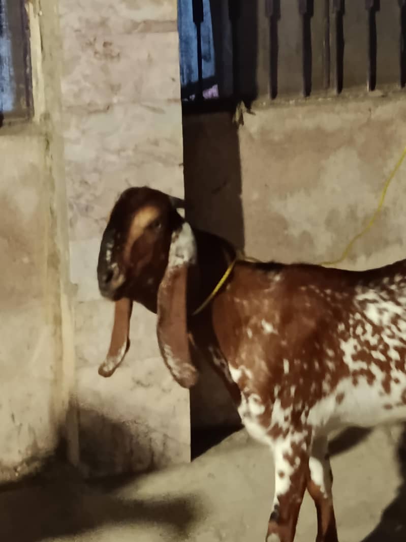 goats 2