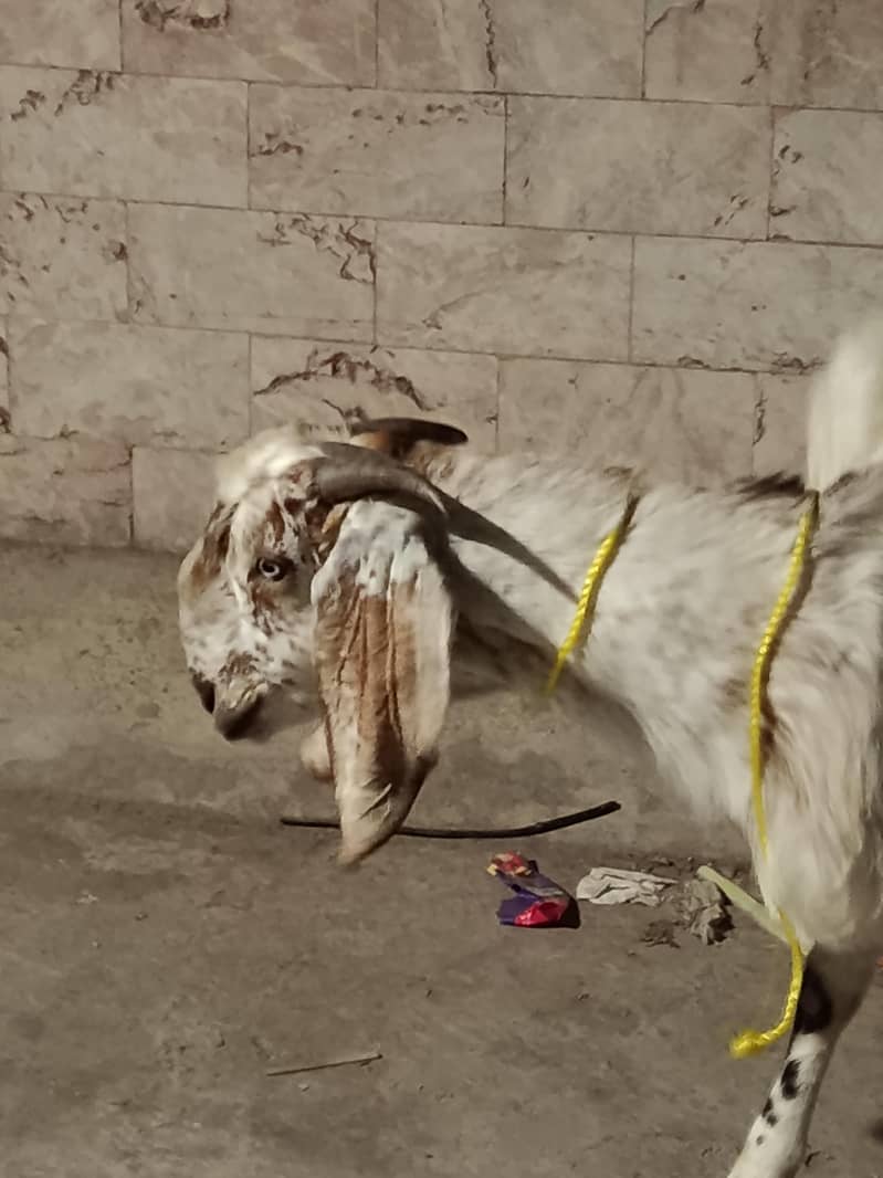 goats 3