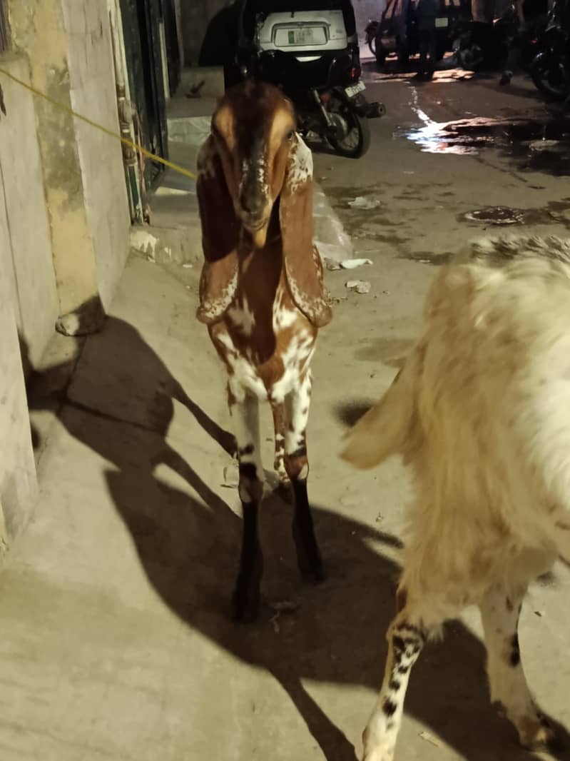 goats 4