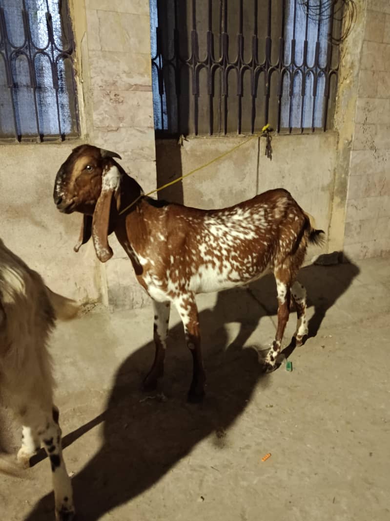 goats 5