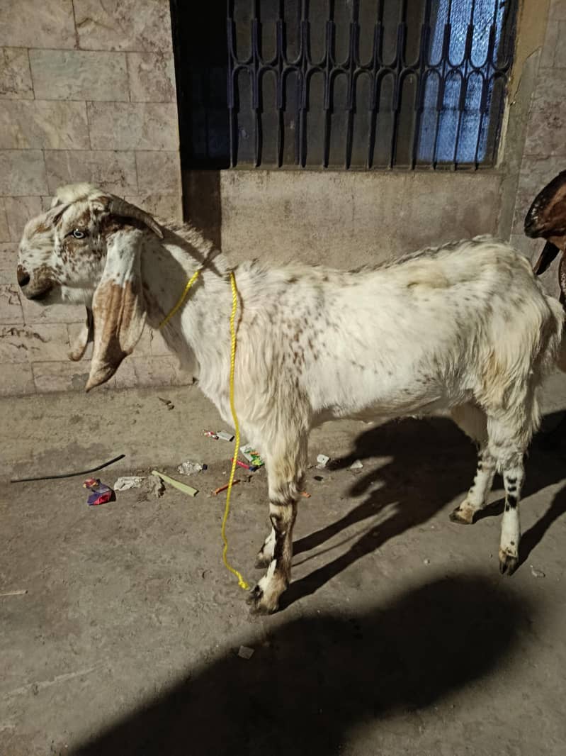 goats 6