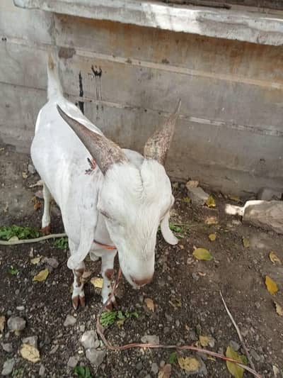 selling a bakra
