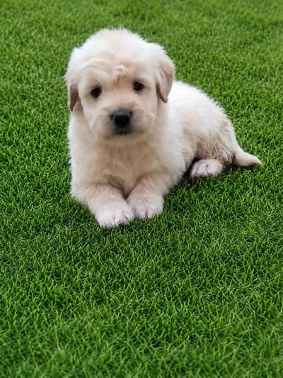 Amrican poodle
