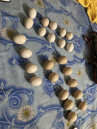 Aseel Thai Eggs for sale Urgently  03196176045