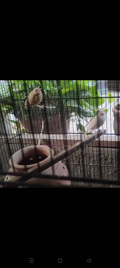 Fawan jawa albino jawa pthy available for sale in Karachi