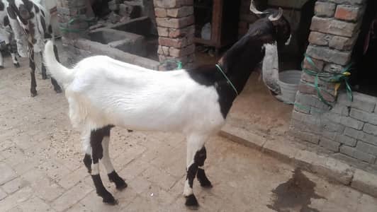 Qurbani 2026 pair male female beautiful ablak print